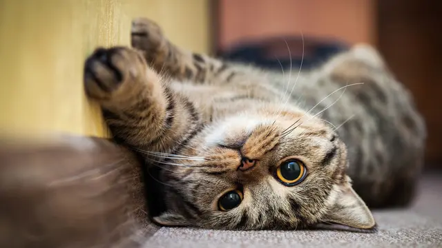 kucing bermain