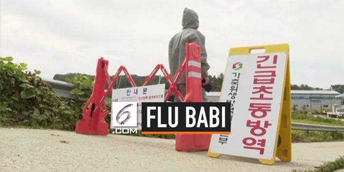 VIDEO: Kasus Flu Babi Afrika Pertama Kali Ditemukan di Korsel