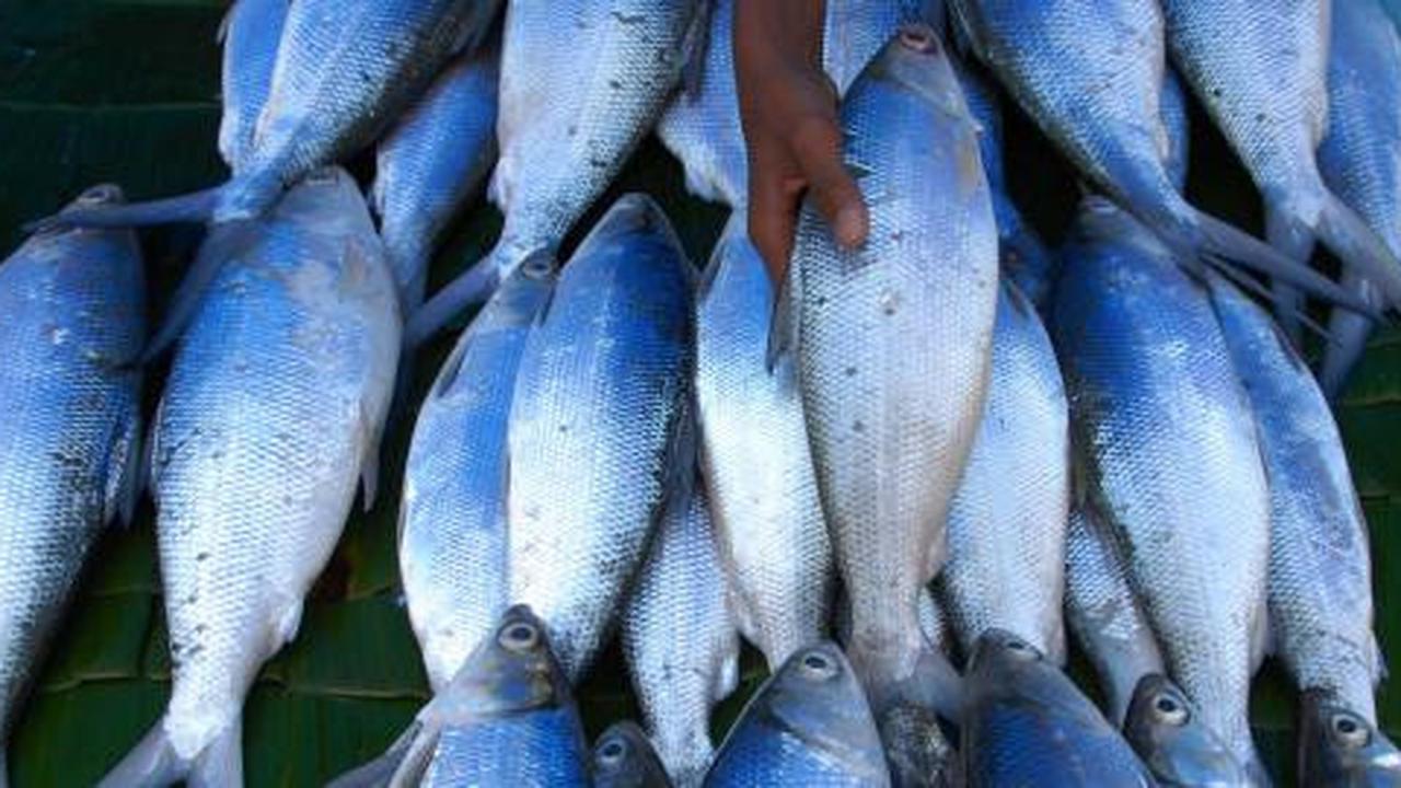 Jelang Imlek, harga Ikan Bandeng mengalami kenaikan