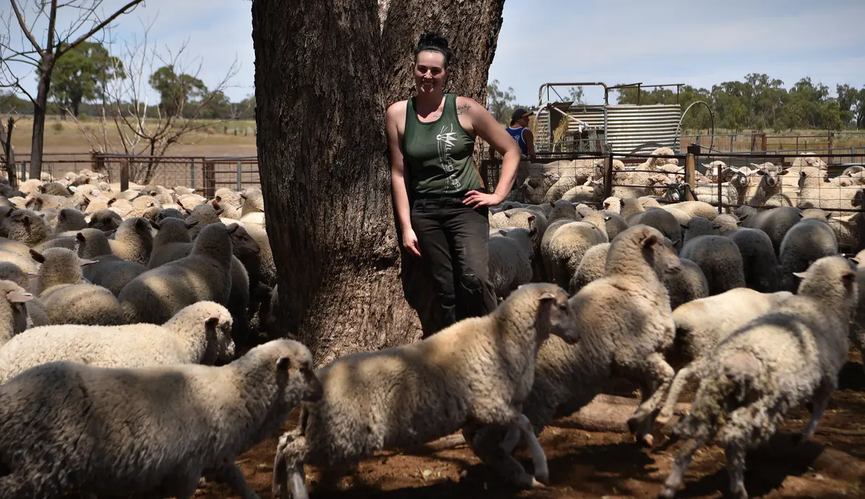 Seorang wanita bernama Emma Billet berpose untuk difoto diantara kumpulan domba di tempat pemotong bulu domba di New South Wales, Australia (21/2). (AFP/Peter Parks)