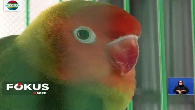 Warna-warni bulu yang cerah adalah salah satu keunggulan si burung mungil asal Benua Afrika ini.