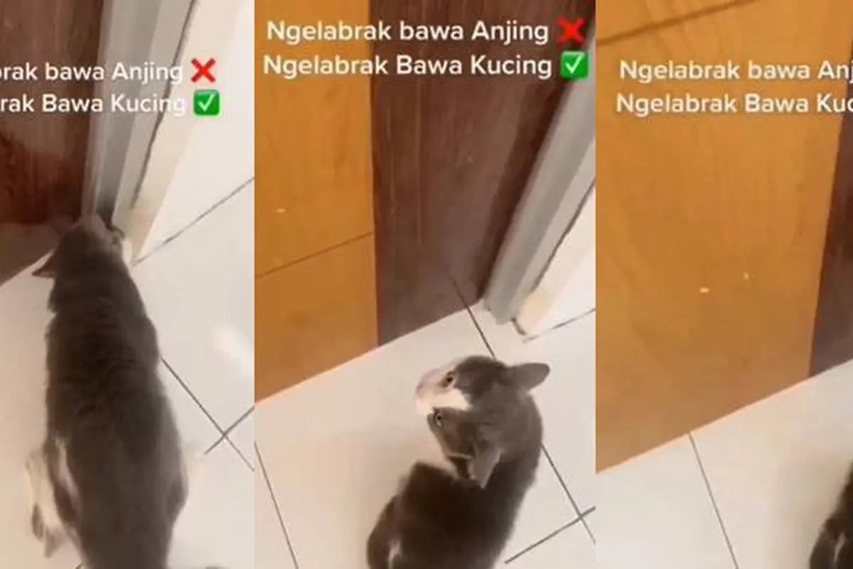 Viral Momen Kalau Netizen Labrak Orang Bawa Kucing Ini Kocak, Ikut Teriak
