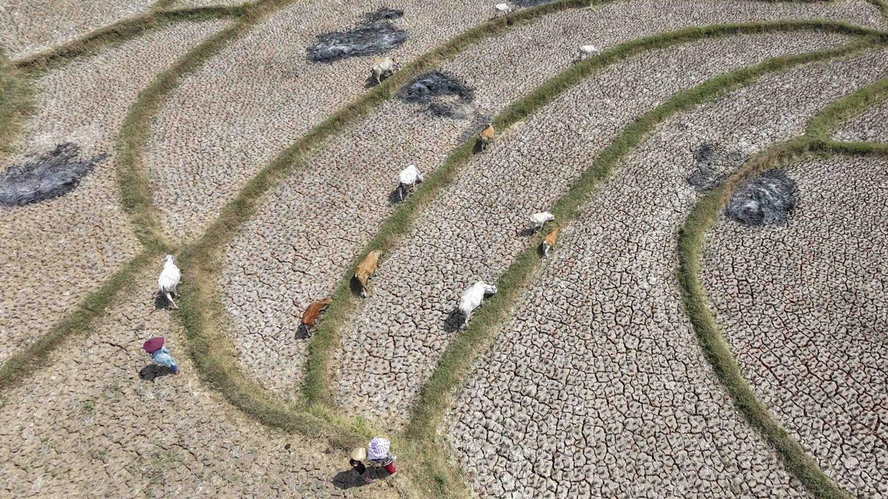 Kekeringan Ekstrem Sebabkan Sawah di Jonggol Mengering