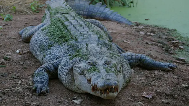 Ilustrasi Buaya