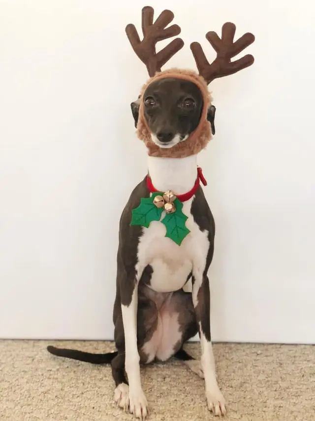 Edisi natal 2, tapi aku menjelma jadi rusa dulu