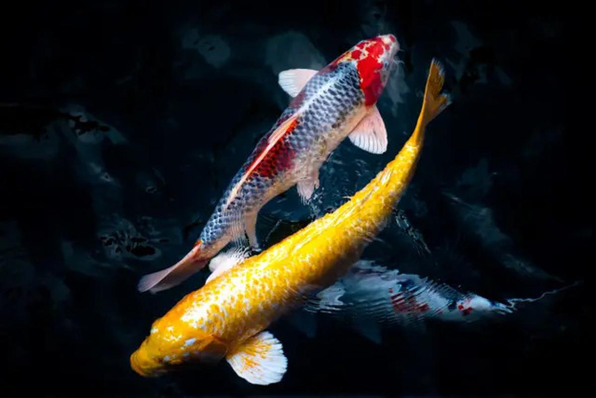 8 Ikan Ini Dipercaya Bawa Keberuntungan dan Rezeki, Cocok Dipelihara di Rumah