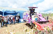 Polda Kalsel Panen 100 Ton Jagung, Dukung Program Ketahanan Pangan Polda Kalsel