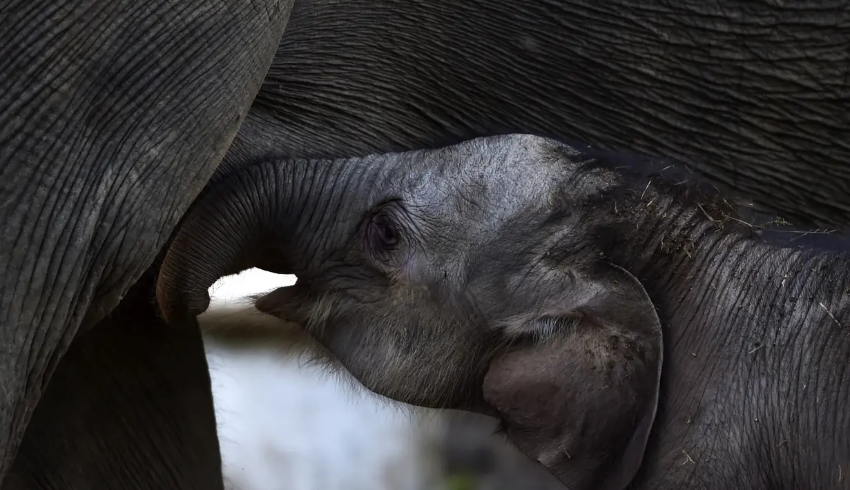 Bayi gajah sumatera yang baru lahir meminta ibunya bernama Suci (30 tahun) untuk menyusui di Unit Respons Konservasi Alue Kuyun di Meulaboh, provinsi Aceh (27/7/2019). Bayi gajah ini merupakan anak ke dua dari induk Suci. (AFP Photo/Chaideer Mahyuddin)