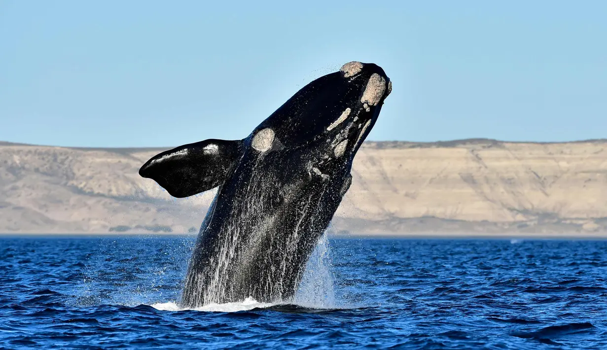 Paus kanan selatan melompat di Pantai El Doradillo, Patagonia, Argentina (11/10). Paus kanan selatan (Eubalaena australis) adalah paus baleen, satu dari tiga spesies tergolong paus kanan milik genus Eubalaena. (AP Photo/Maxi Jonas)