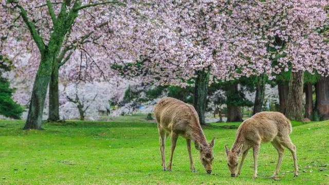 Nara