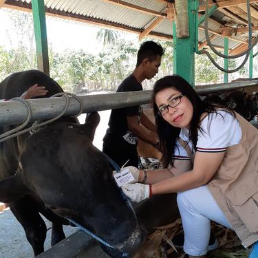 drh Feny Rimporok, Medik Veteriner Ahli Madya saat memeriksa hewan ternak di Gorontalo (Arfandi Ibrahim/Liputan6.com)