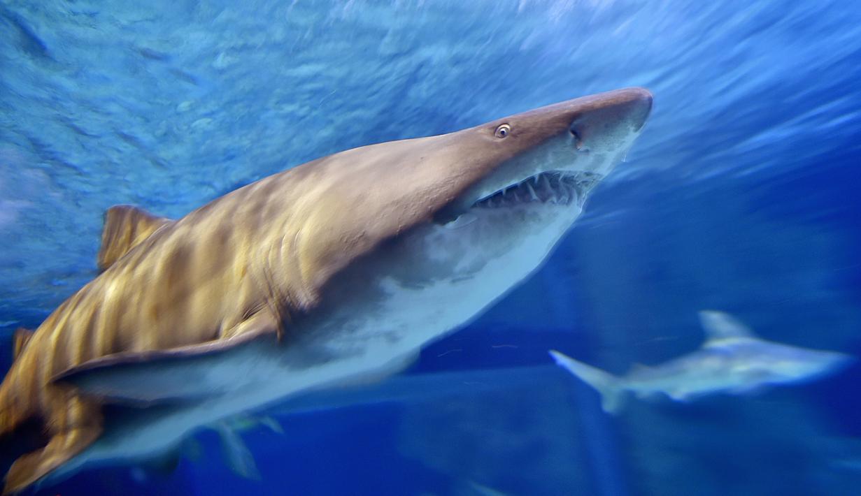 Hiu banteng berenang di Ocearium di Le Croisic, Perancis, (06/12/2016). (AFP PHOTO/Loic VENANCE)