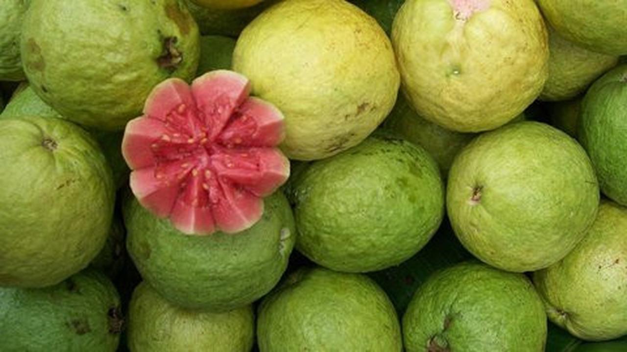 Jambu biji, buah yang paling lengkap manfaat sehatnya