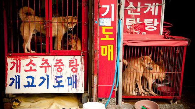 pasar daging anjing korea selatan