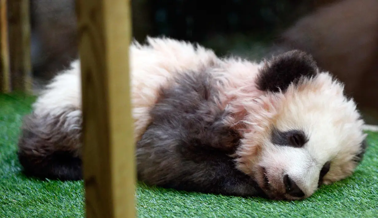 Panda Yuan Meng terlihat tertidur saat Upacara pemberian nama untuknya di Kebun Binatang Beauval, Prancis (4/11). Panda yang lahir di Prancis tersebut diberi nama 'Yuan Meng' oleh ibu negara Prancis, Brigitte Macron. (AP Photo/Thibault Camus, Pool)