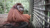 Lintasi Ribuan Kilometer, Kisah Perjalanan Panjang Dua Orang Utan Kembali ke Kalimantan