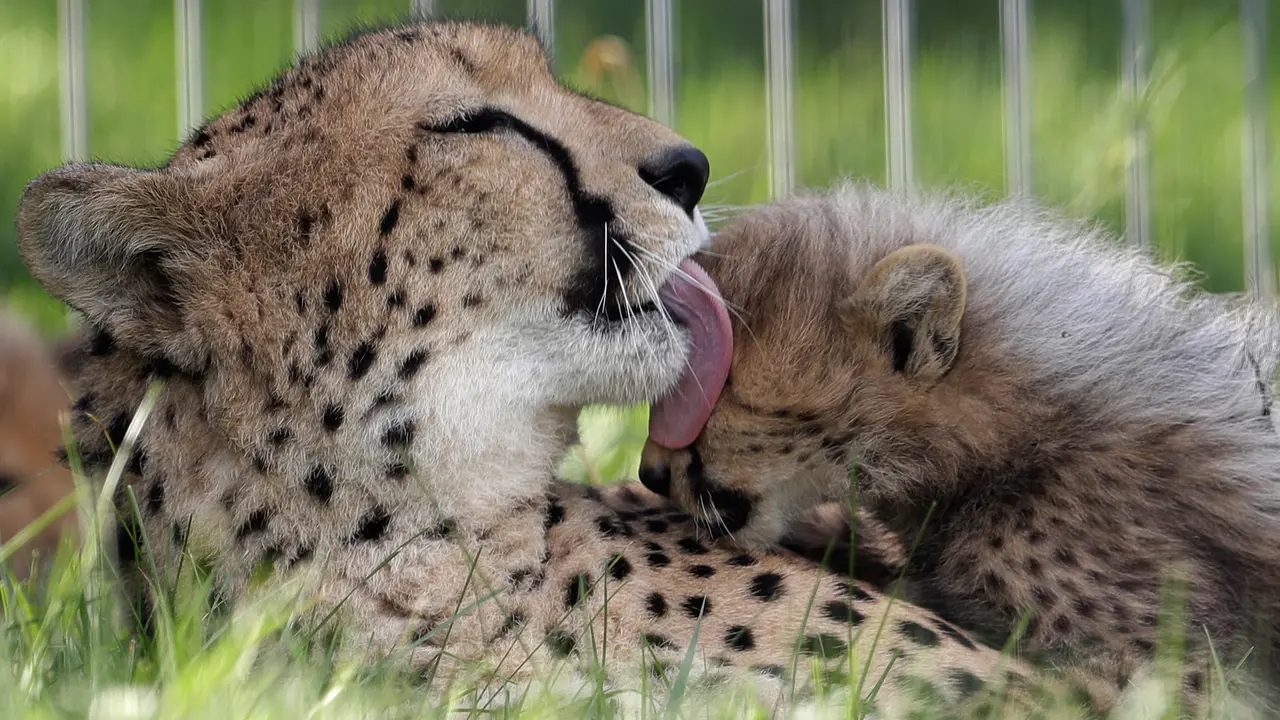 Tingkah Manja Anak Cheetah pada Sang Induk