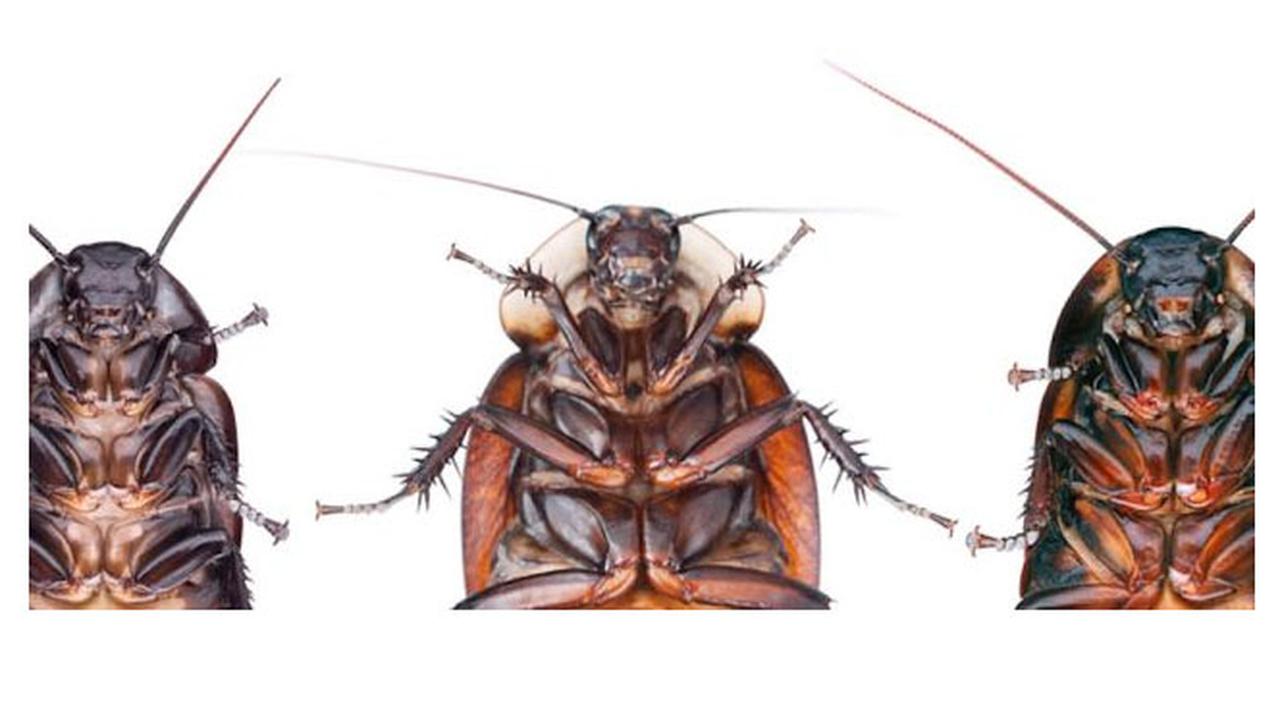 Kecoak Canggih Ini Bisa Selamatkan Manusia Dari Bencana