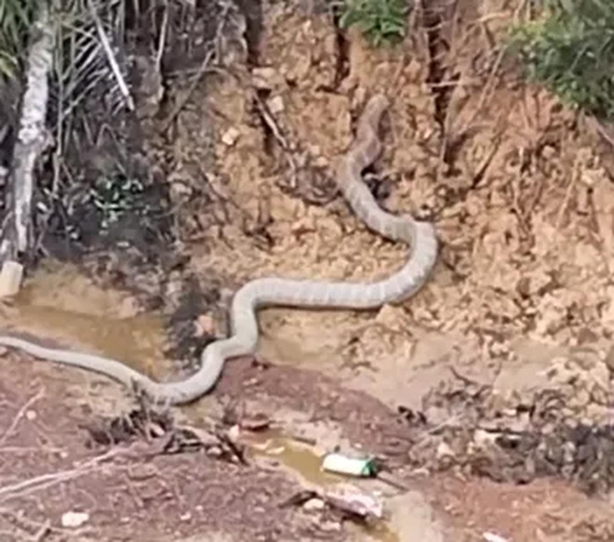 "King Kobra terbesar nih. King Kobra kalimantan," kata pria yang disinyalir sebagai perekam video tersebut.