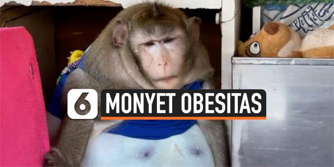 VIDEO: Sering Dikasih Junk Food, Monyet di Thailand Obesitas