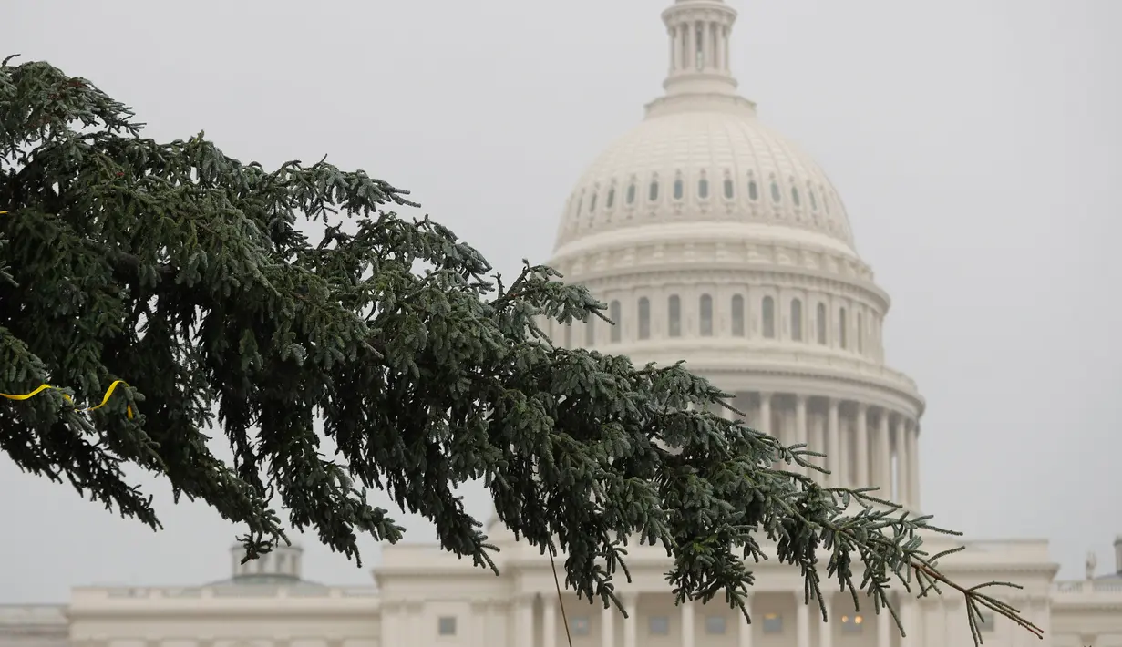 Pekerja memindahkan pohon Natal raksasa setibanya di bagian barat Gedung Capitol AS di Washington, Senin (26/11). Pohon Natal setinggi 24 meter itu diambil dari Hutan Nasional Willamette di Oregon. (AP Photo/Pablo Martinez Monsivais)