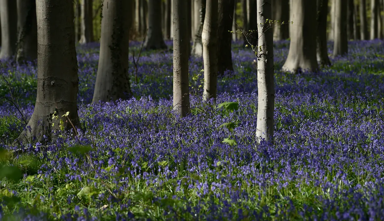 Bunga-bunga bluebell liar, yang mekar sekitar pertengahan April mengubah hutan menjadi hamparan biru seperti karpet di Hallerbos, juga dikenal sebagai "Hutan Biru", dekat kota Halle, Belgia, Rabu (15/4/2020). Tahun ini keindahan hamparan bunga itu ditutup karena pandemi Covid-19. (JOHN THYS/AFP)