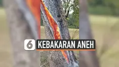 Fenomena yang terbilang aneh terjadi di Trinity, Texas. Sebuah pohon terbakar dari arah dalam akibat tersambar petir.