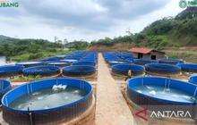Kampung Ikan Bioflok Terbesar di Subang Diresmikan, Dorong Produksi dan Edukasi Perikanan