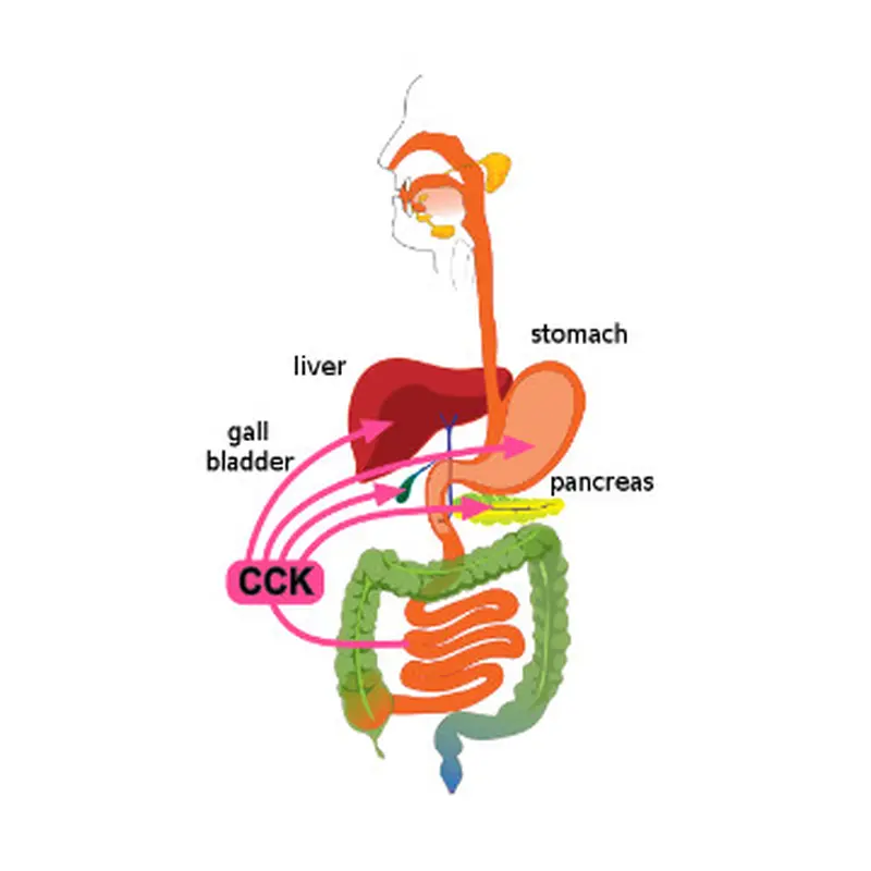 Ilustrasi sistem pencernaan | Wikimedia Commons