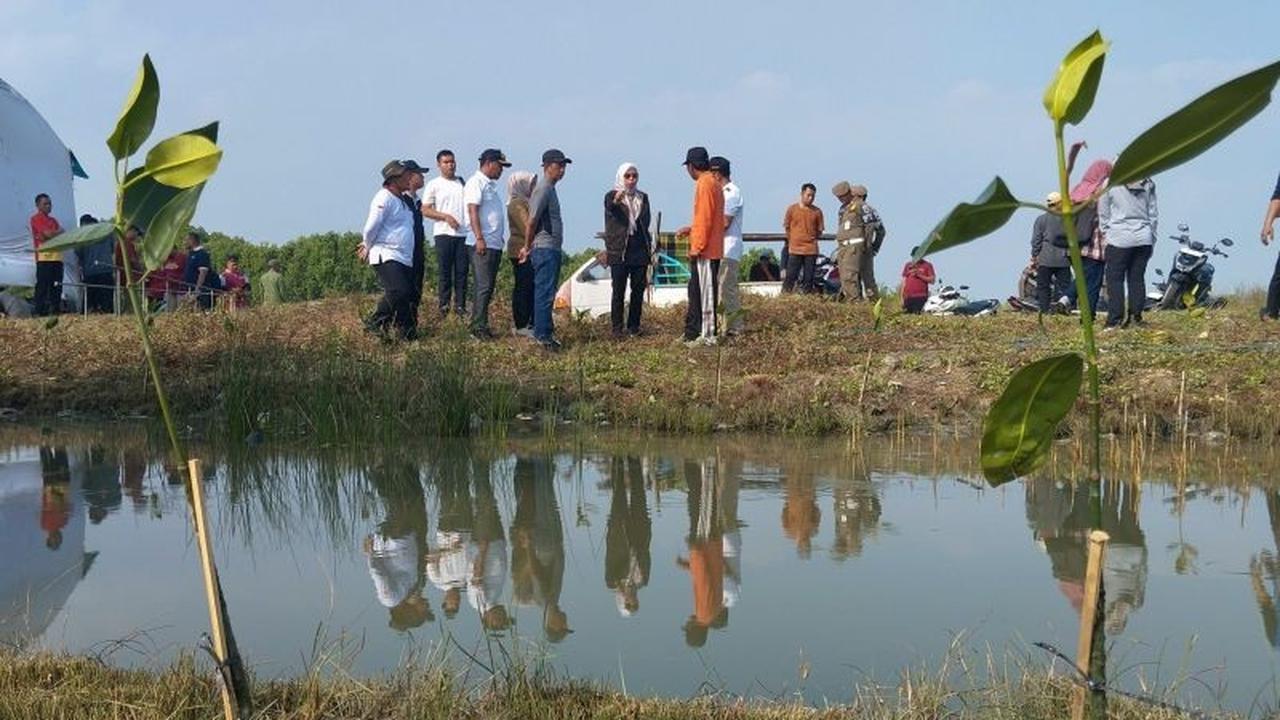 Penanaman Mangrove Demak: Solusi Jangka Panjang Pemkab Atasi Rob dan Abrasi