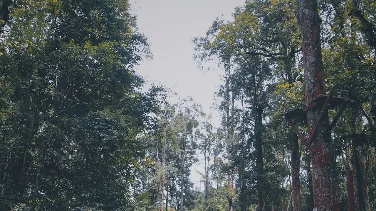 Kebun Raya Tongkoh, Sumatera Utara