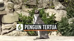vertical penguin