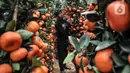 Pekerja merawat pohon jeruk Kim Kit di Meruya, Jakarta Barat, Selasa (25/1/2022). Permintaan pohon jeruk Kim Kit mengalami peningkatan jelang perayaan Imlek karena dipercaya dapat membawa keberuntungan. (merdeka.com/Iqbal S. Nugroho)