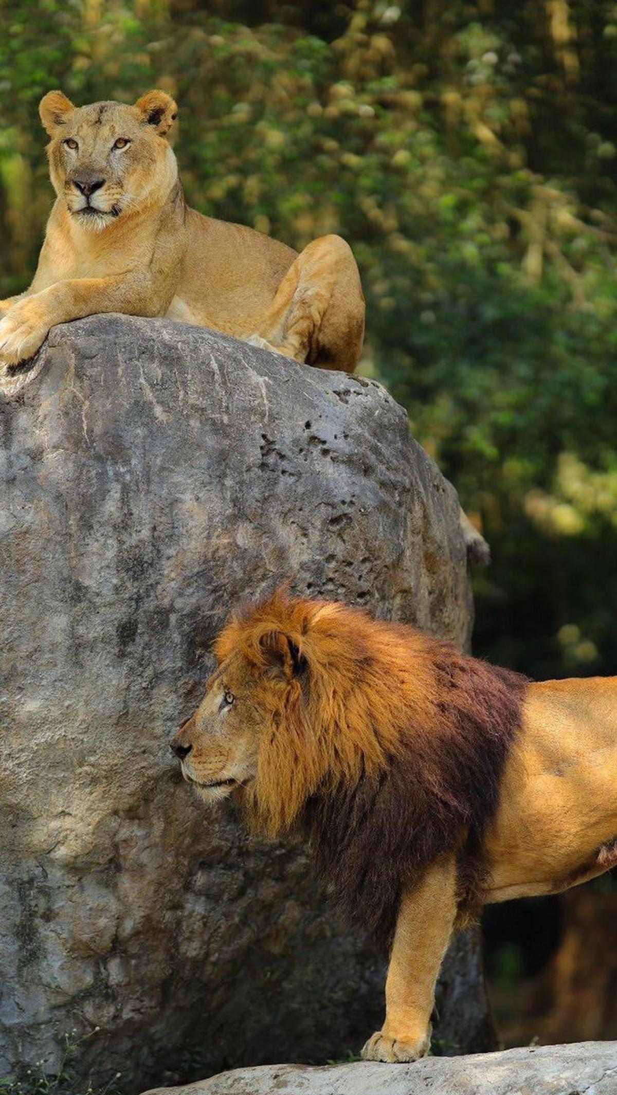 <b>1.	Taman Safari</b>