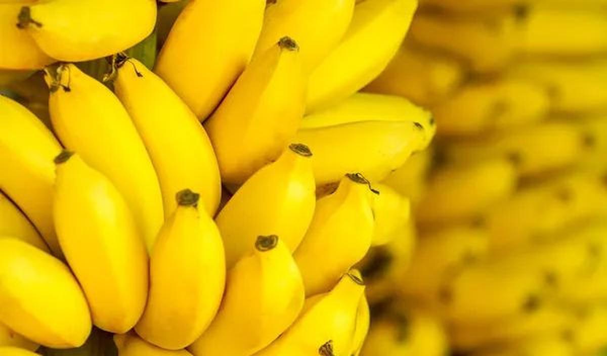 <b>Pisang </b>