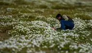 Akibat El Nino, Gurun Terkering di Bumi Kini Tumbuh Bunga