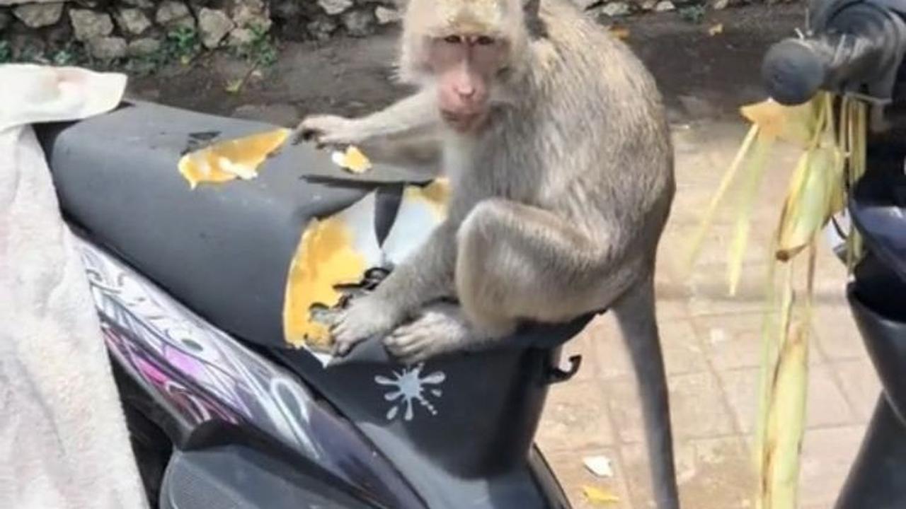 Viral Monyet di Pura Uluwatu Makan Jok Motor, Bikin Warganet Heran