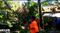 Hujan yang disertai puting beliung, juga mengakibatkan seorang warga tewas, akibat  tersambar petir saat tengah memanen cengkeh.