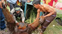 Warga dan petugas mengevakuasi seekor orang utan yang tersesat dari habitat sejak pertengahan Februari di Sukamara (Agung BKSDA for RADAR SAMPIT/Jawa Pos Group)