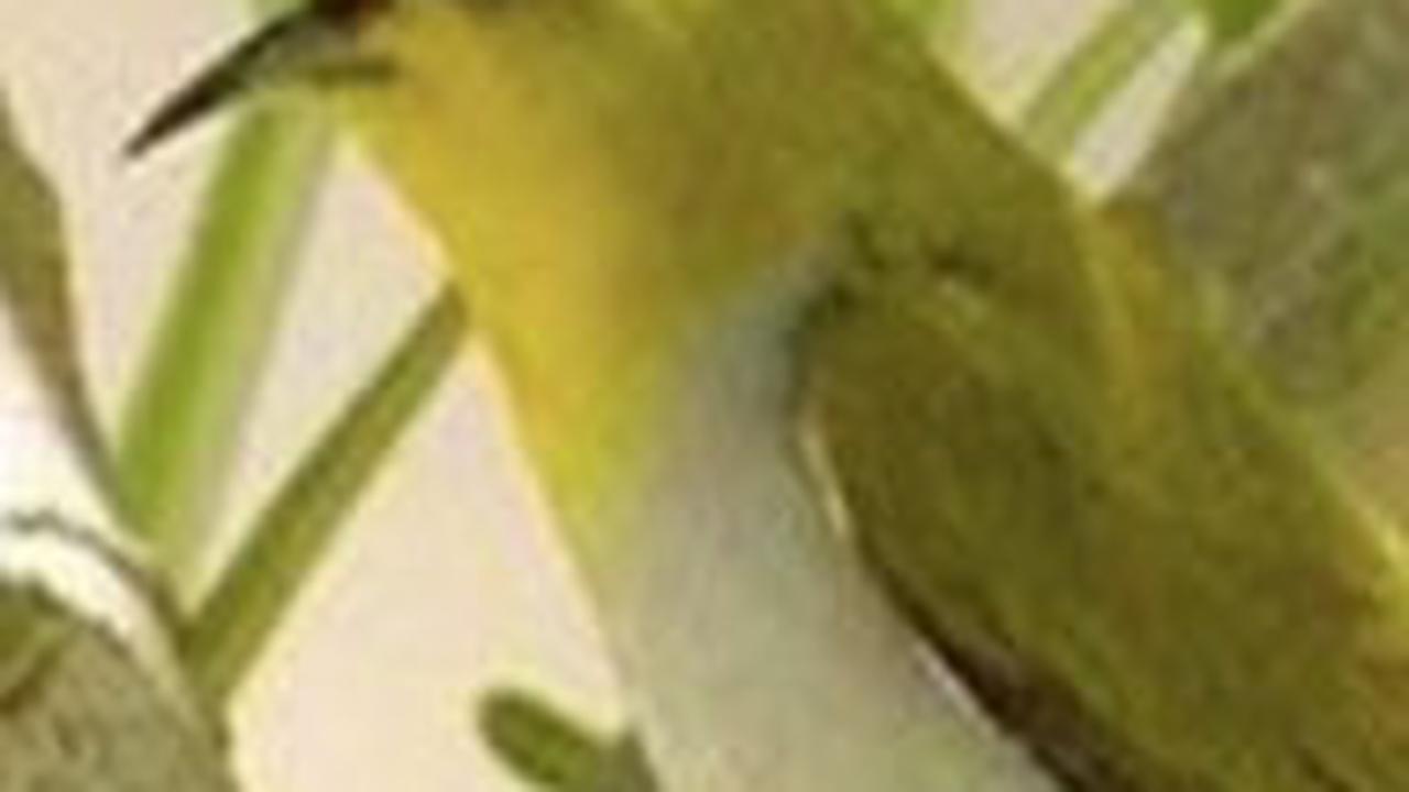 10. Pleci Montanus<br>