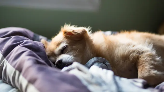 tidur-kezo
