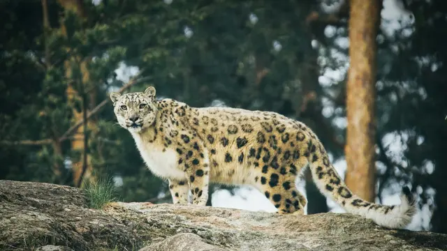 Snow Leopard