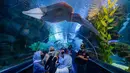 Pengunjung memotret biota laut dengan ponsel dalam tangki di Aquaria KLCC, Kuala Lumpur, Malaysia, 23 Desember 2020. Pertunjukan ini sebagai bagian dari perayaan Natal. (Mohd RASFAN/AFP)