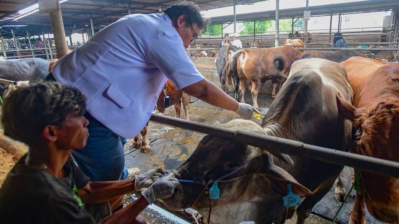 FOTO: Pemeriksaan Kesehatan Hewan Kurban Jelang Iduladha 2025
