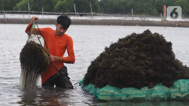 Rumput laut anjlok harganya