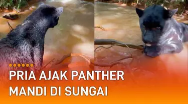 Penampilan panther yang gagah dan menyeramkan itu membuat luluh warganet.