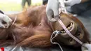 Seekor orang Utan saat diperiksa kesehatannya di pusat konservasi Kao Pratubchang, Thailand, Kamis (27/8/2015). Para Orang Utan ini akan dikembalikan ke Indonesia. (REUTERS/Athit Perawongmetha)