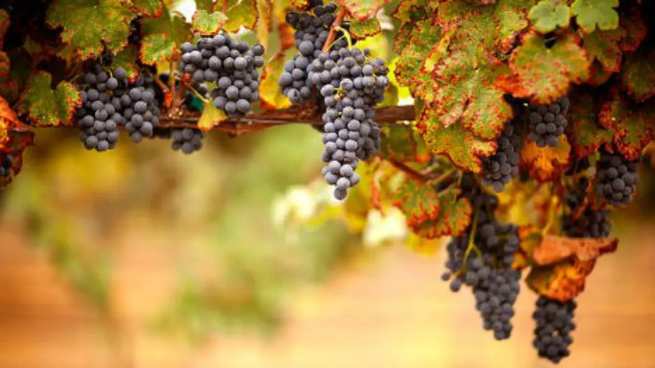 Turis Doyan Anggur, Bisnis Wine Terancam
