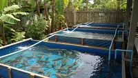 8 Pilihan Ikan Konsumsi untuk Pemula yang Anti Ribet dan Cepat Panen, Budidaya Menguntungkan