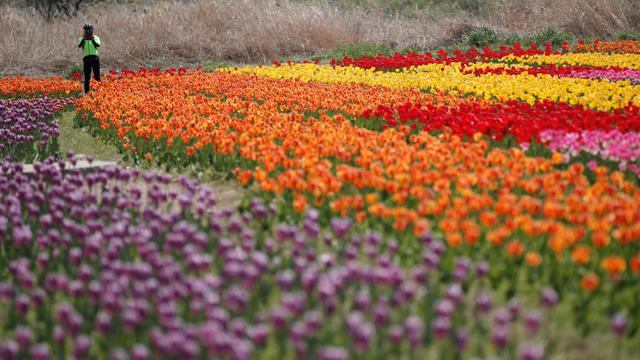 Bunga Tulip Bermekaran Saat Musim Semi di Korsel